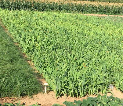 聚能腐殖酸土壤改良剂1号