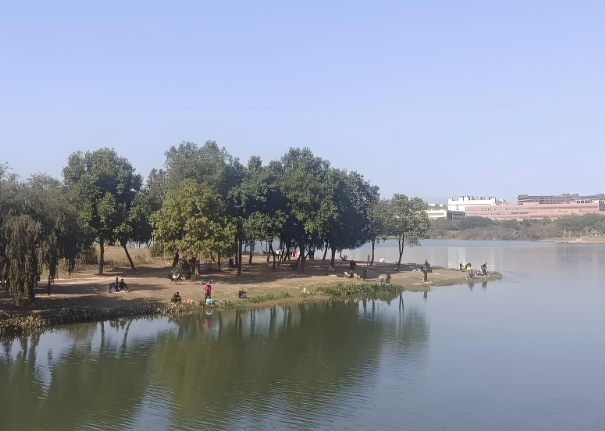 水环境治理技术案例--养殖水治理（七里湖）